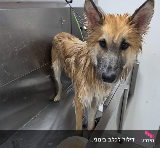 כלב רטוב באמבטיה עם מסרק ודלי
